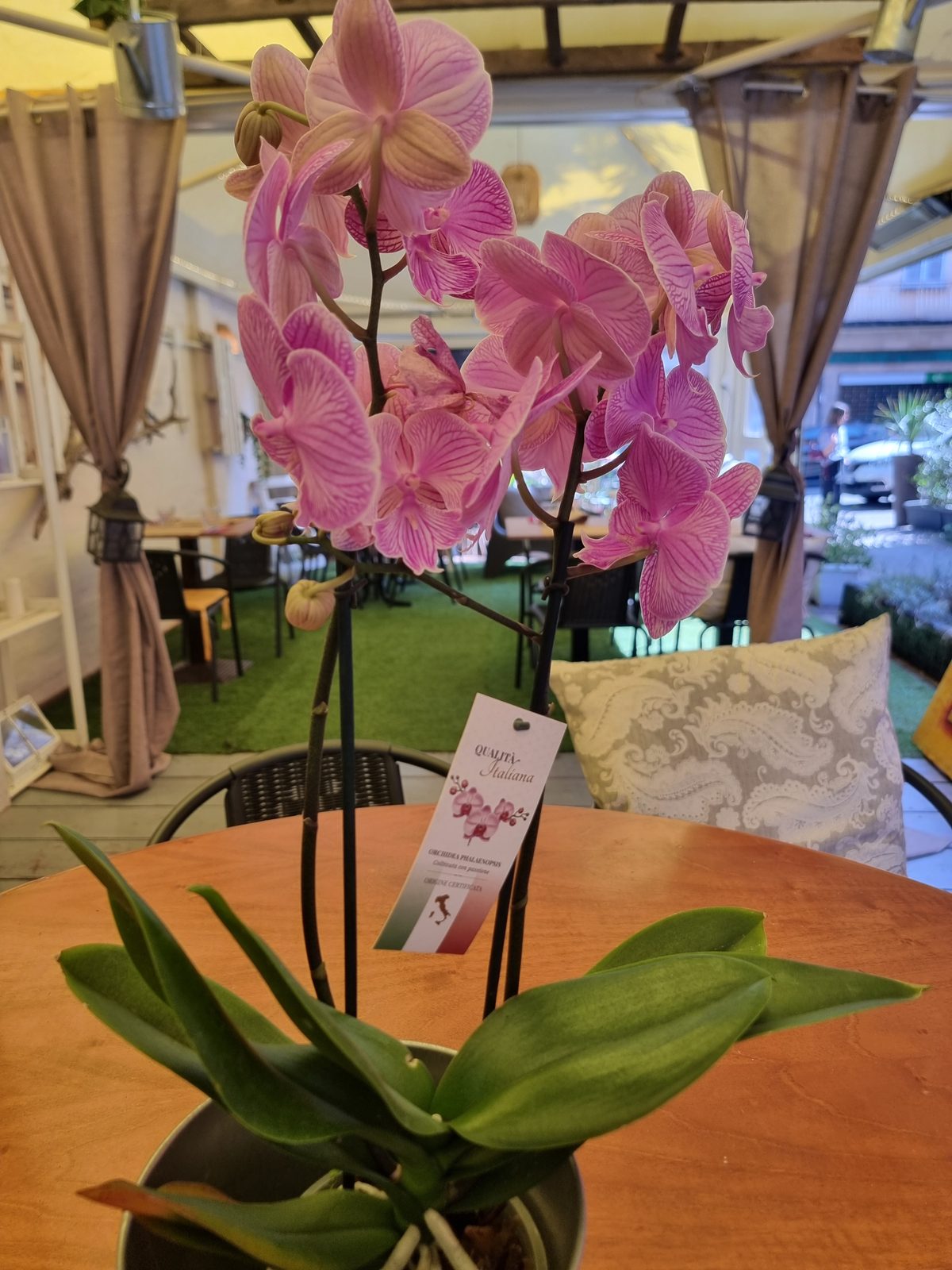 Dettaglio in sala con orchidea Qualità Italiana